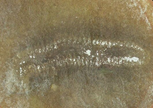 Fossil Worm (Astreptoscolex) Pos/Neg - illinois #120716